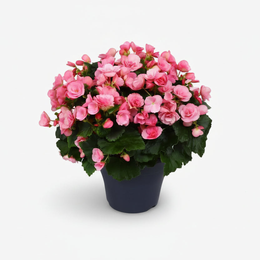 Begonia Betulia &
