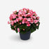 Begonia Betulia &