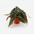Begonia Maculata - Ø12cm - H20cm - Verdeia