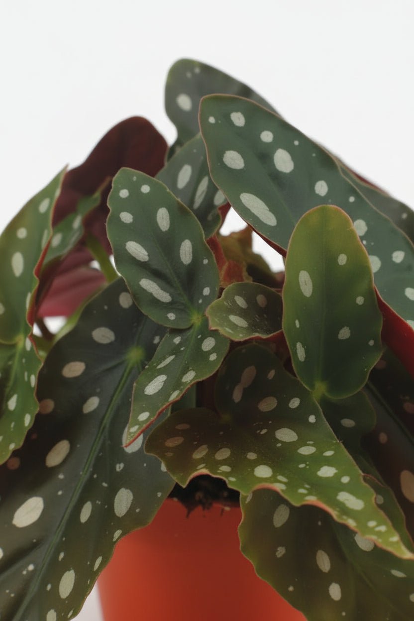Begonia Maculata - Ø12cm - H20cm - Verdeia