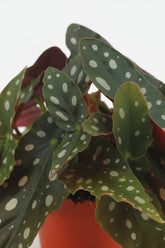 Begonia Maculata - Ø12cm - H20cm - Verdeia