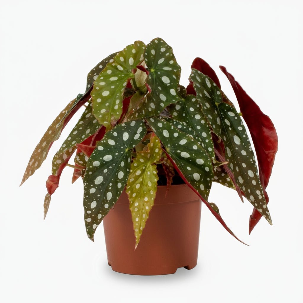 Begonia maculata ‘Wightii’ — Ø12 cm — H20 cm - Verdeia