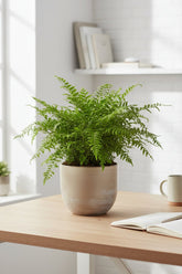 Blechnum Silver Lady — Fougère argentée — Ø17 cm — H50 cm - Verdeia