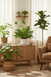 Blechnum Silver Lady — Fougère argentée — Ø17 cm — H50 cm - Verdeia