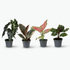 Box de 4 Mini Plantes Surprise - 6 x 12 cm - Verdeia