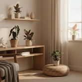 Box de 4 Mini Plantes Surprise - 6 x 12 cm - Verdeia