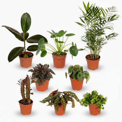 Box des Originales – Ø12cm – x8 plantes uniques - Verdeia