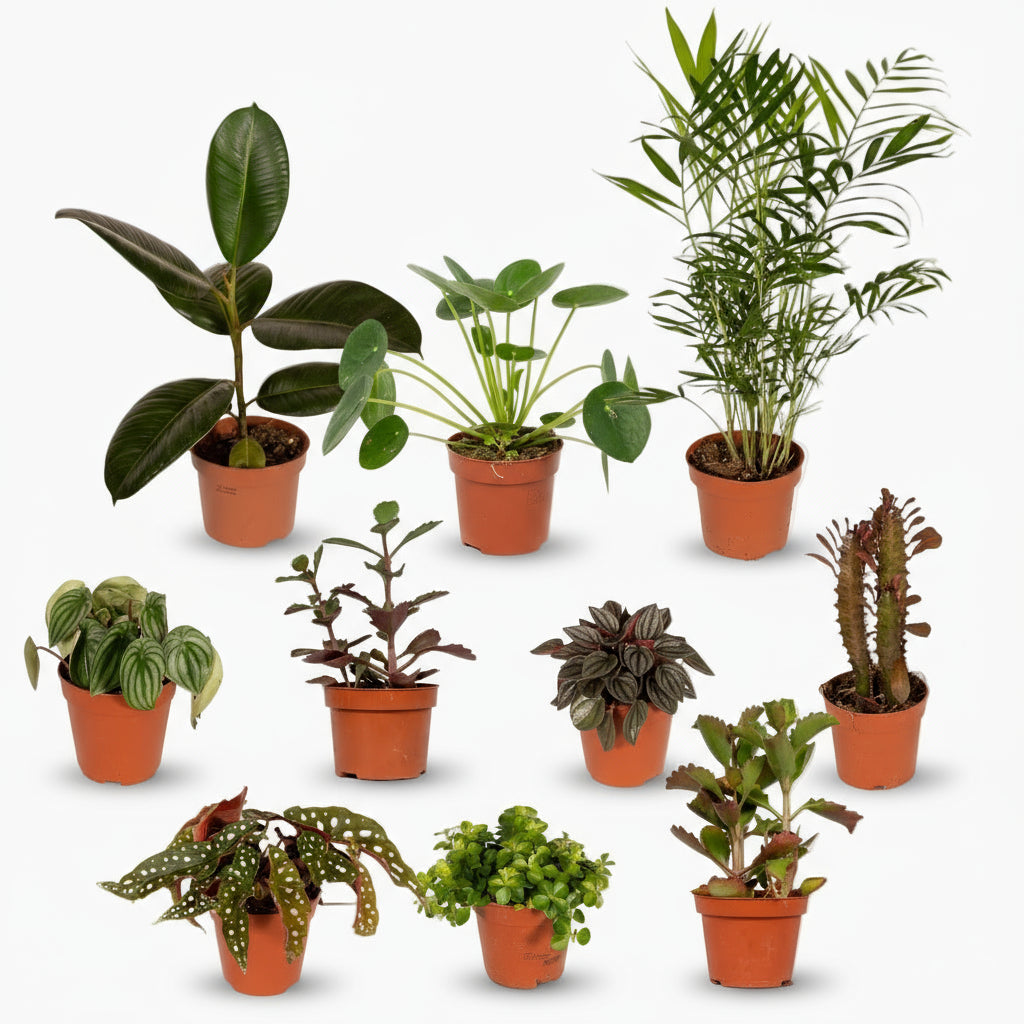 Box des Plantes Hors du Commun – Ø12cm – x10 - Verdeia