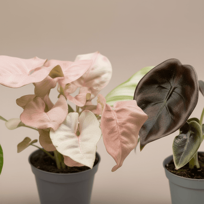 Box Mini Plantes Surprise - 6 x 12cm - x8 - Verdeia