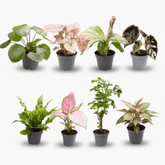 Box Mini Plantes Surprise - 6 x 12cm - x8 - Verdeia