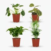 Box Plantes Amies des Animaux – 4 plantes safe – Ø12cm – ↕20–40cm - Verdeia
