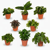 Box Surprise de Plantes d’intérieur – Set de 8 variétés (D12 x H25 cm) - Verdeia