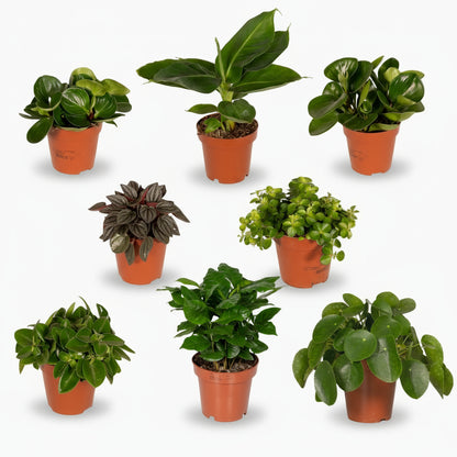Box Surprise de Plantes d’intérieur – Set de 8 variétés (D12 x H25 cm) - Verdeia