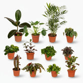 Box Surprise de Plantes « Les Hors du Commun » – x12 – Ø12cm – ↕25cm - Verdeia