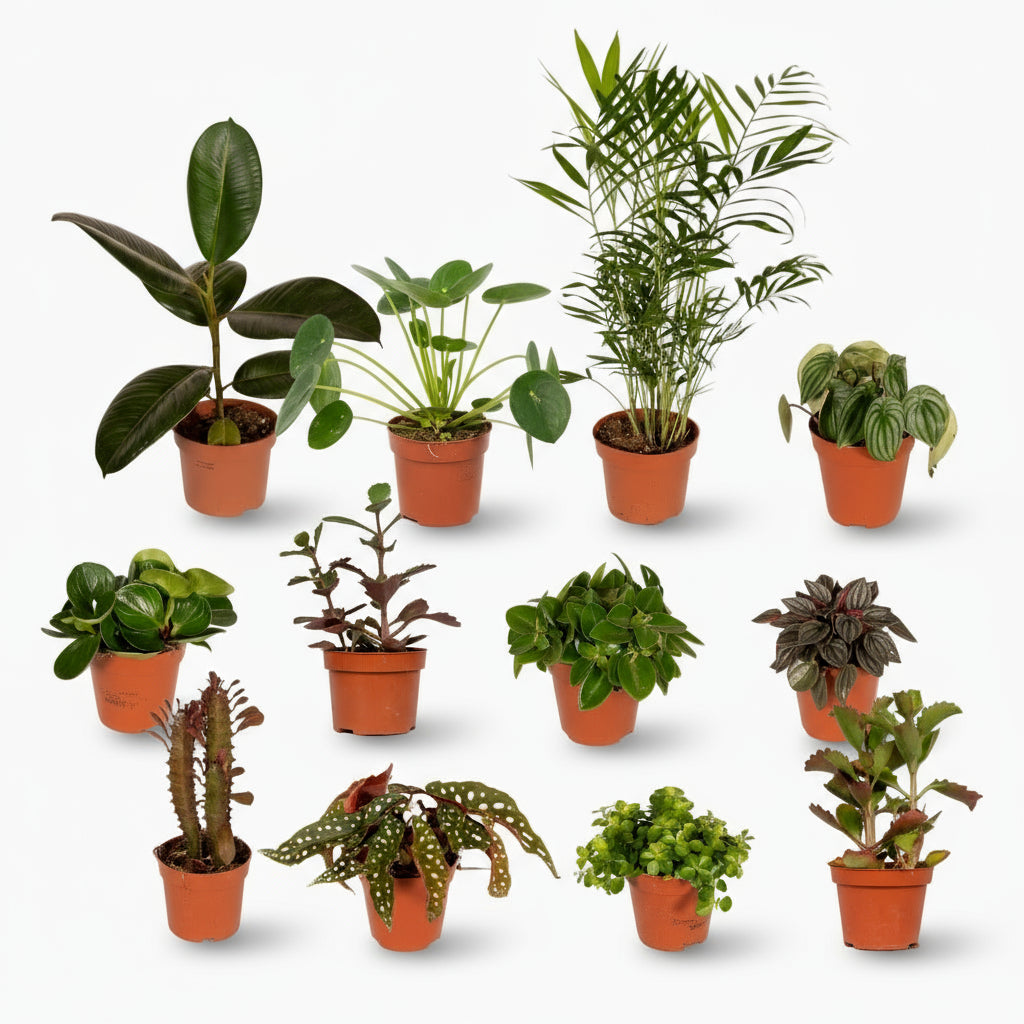 Box Surprise de Plantes « Les Hors du Commun » – x12 – Ø12cm – ↕25cm - Verdeia