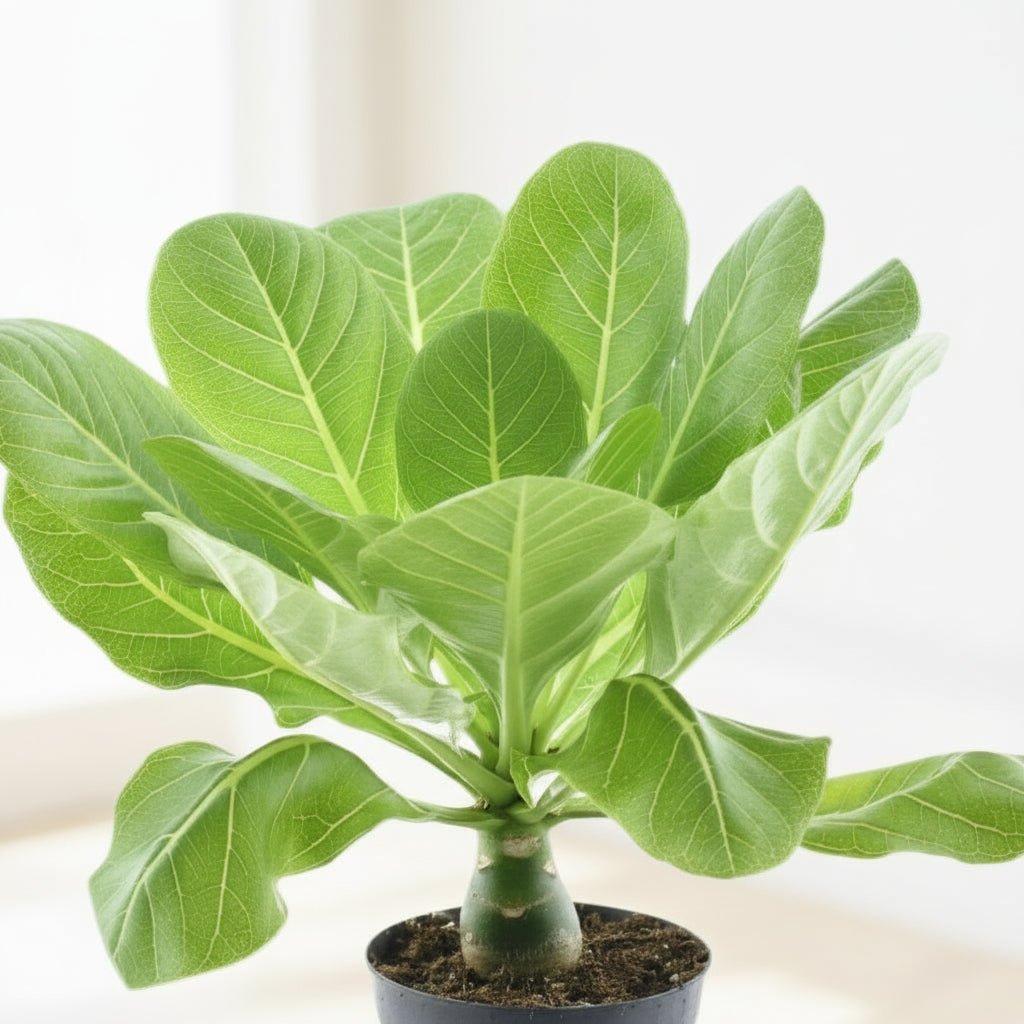 Brighamia insignis ‘Hawaii Palm’ — Ø12 cm — H37 cm - Verdeia