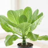 Brighamia insignis ‘Hawaii Palm’ — Ø12 cm — H37 cm - Verdeia