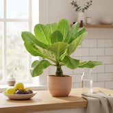 Brighamia insignis ‘Hawaii Palm’ — Ø12 cm — H37 cm - Verdeia