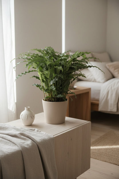 Calathea Bluegrass — Ø17 cm — H65 cm - Verdeia