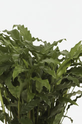 Calathea Bluegrass — Ø17 cm — H65 cm - Verdeia