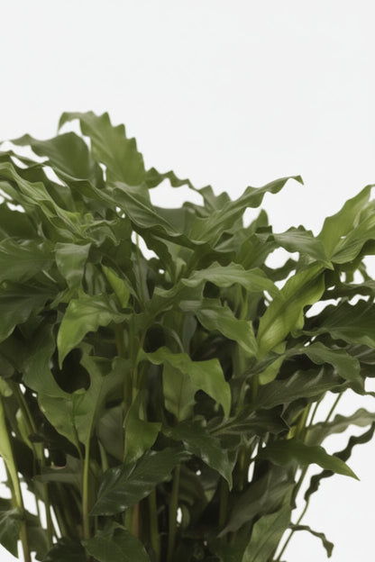 Calathea Bluegrass — Ø17 cm — H65 cm - Verdeia