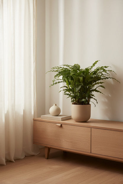 Calathea Bluegrass — Ø17 cm — H65 cm - Verdeia