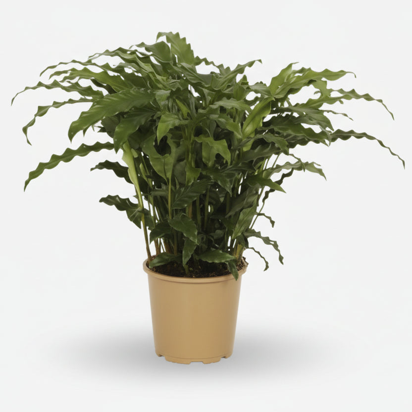 Calathea Bluegrass — Ø17 cm — H65 cm - Verdeia