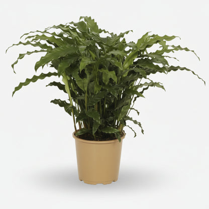 Calathea Bluegrass — Ø17 cm — H65 cm - Verdeia