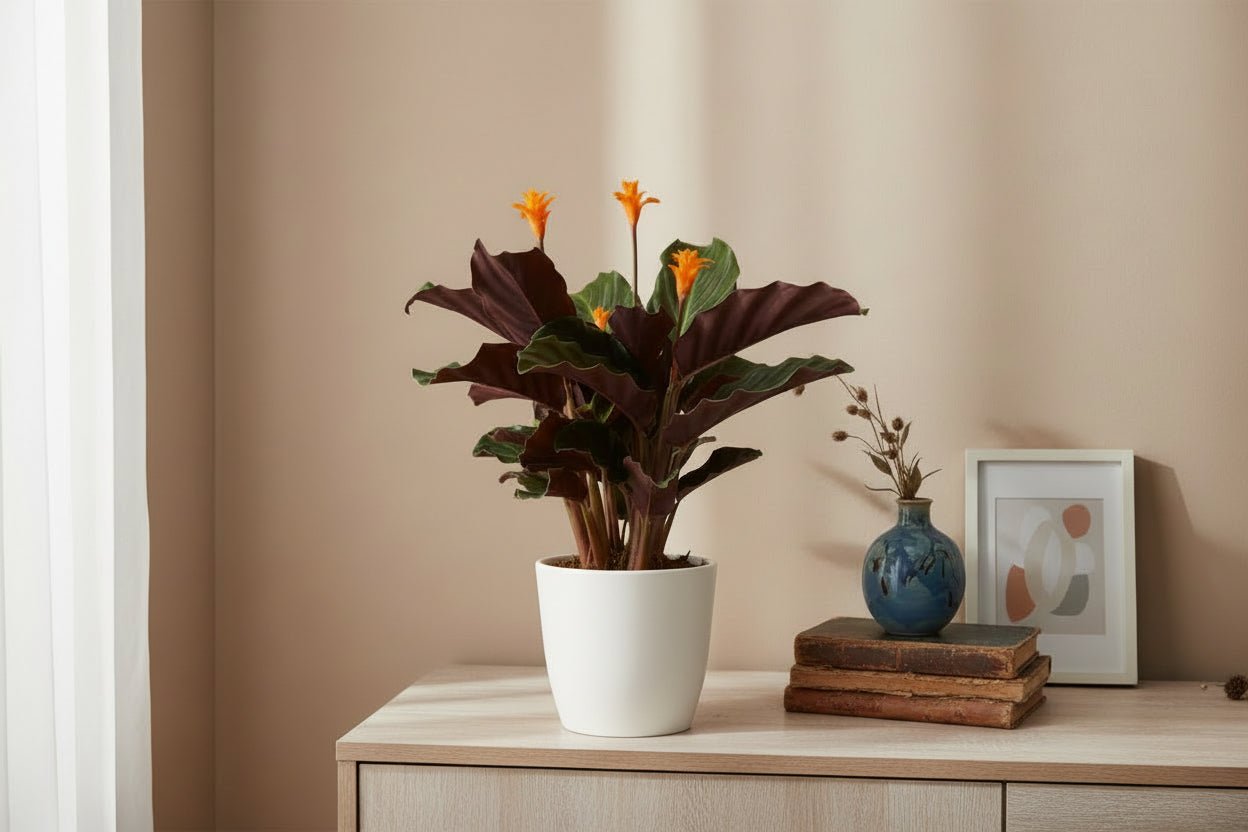 Calathea Crocata — Ø14 cm — H40 cm - Verdeia