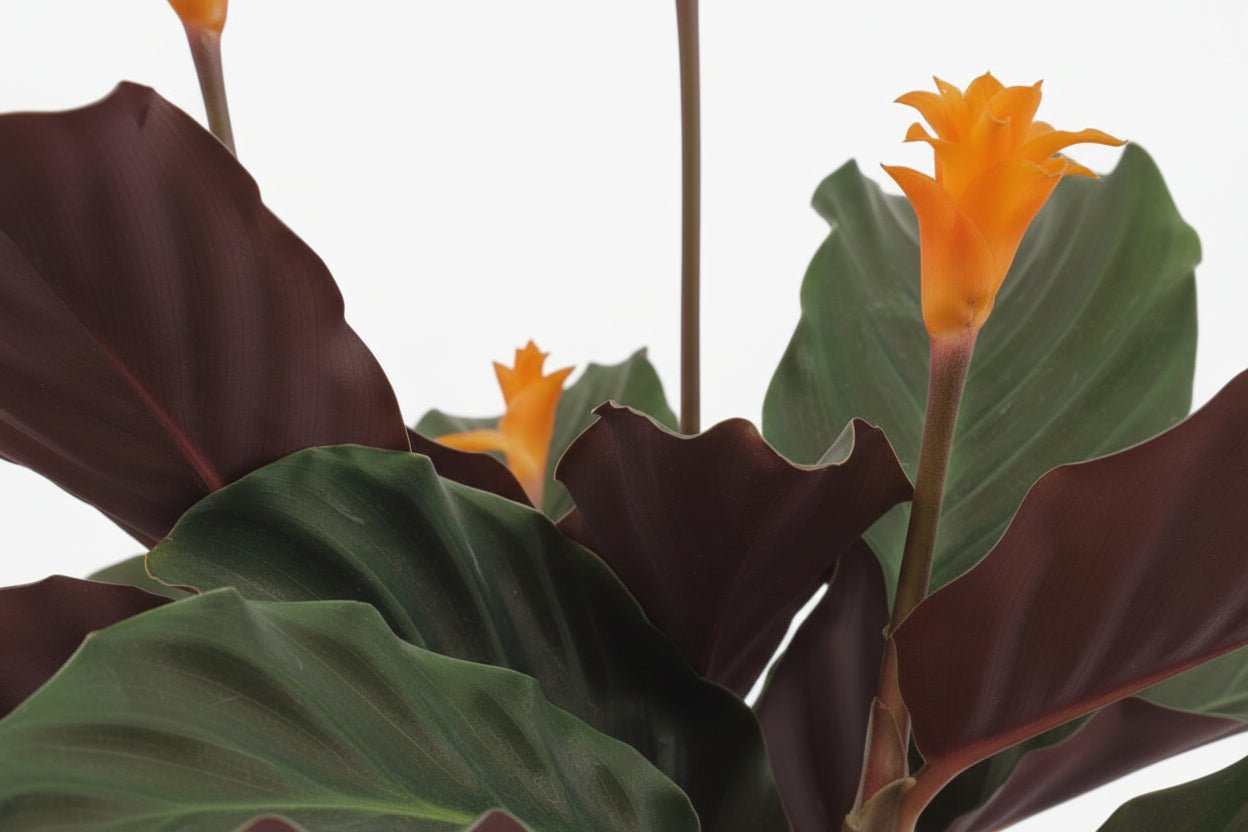 Calathea Crocata — Ø14 cm — H40 cm - Verdeia