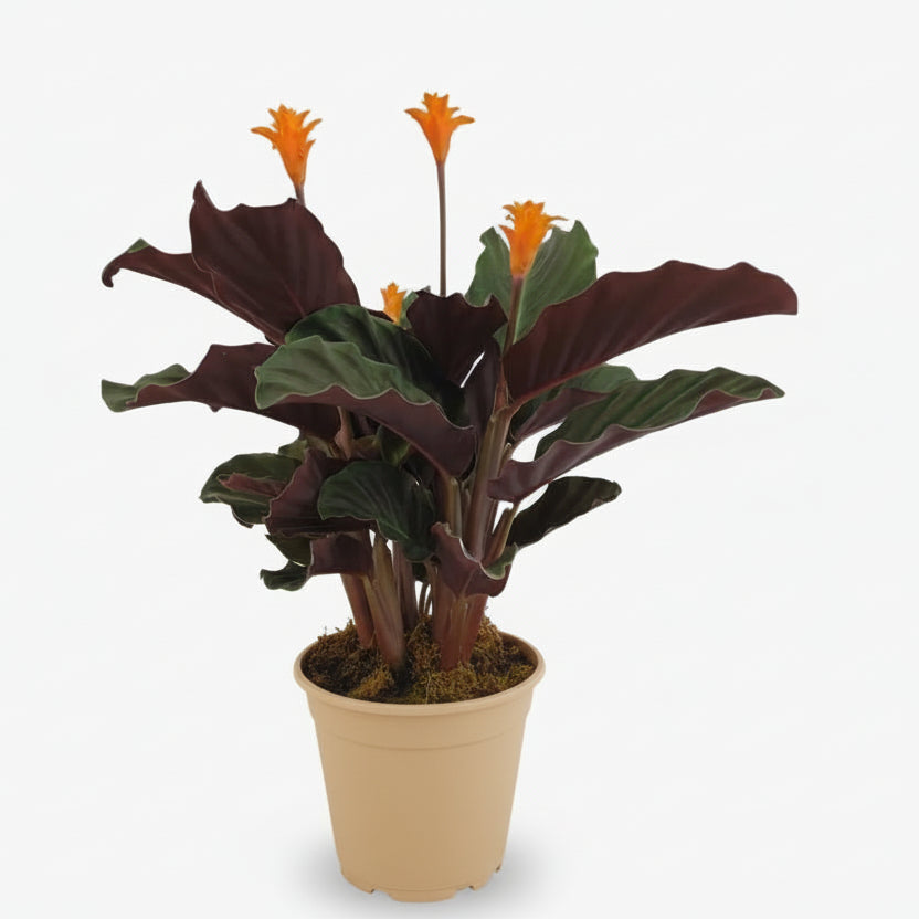 Calathea Crocata — Ø14 cm — H40 cm - Verdeia
