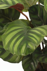 Calathea Fasciata — Ø14 cm — H50 cm - Verdeia