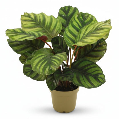 Calathea Fasciata — Ø14 cm — H50 cm - Verdeia