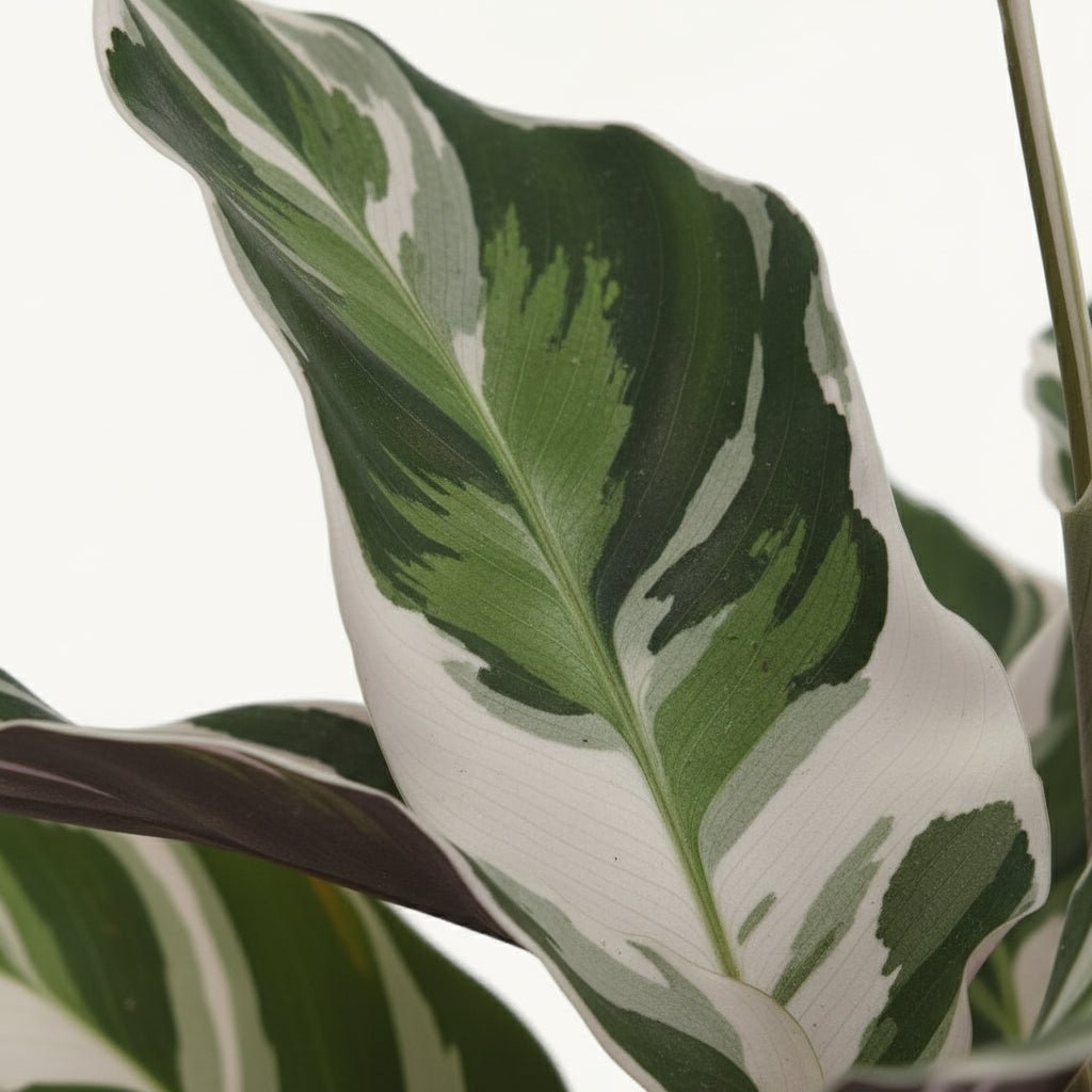 Calathea Fusion White Basic — D14 x H40 cm - Verdeia