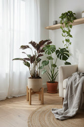 Calathea Fusion White Basic — Ø14 cm — H40 cm - Verdeia