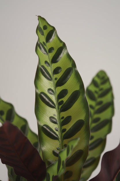 Calathea Lancifolia &