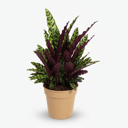 Calathea lancifolia ‘Insignis’ - Verdeia