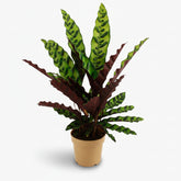 Calathea lancifolia ‘Insignis’ - Verdeia