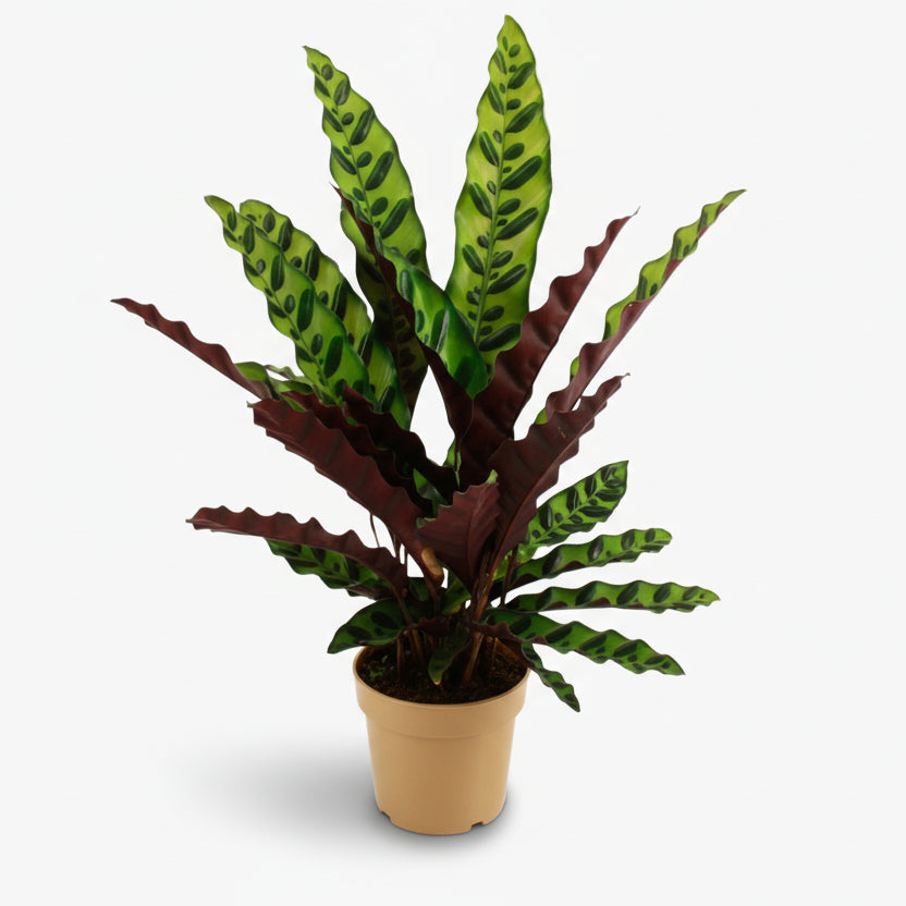 Calathea lancifolia ‘Insignis’ - Verdeia
