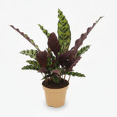 Calathea lancifolia ‘Insignis’ - Verdeia