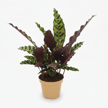 Calathea lancifolia ‘Insignis’ - Verdeia