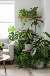 Calathea Majestica &