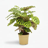 Calathea Makoyana – Plante paon tropicale - Verdeia