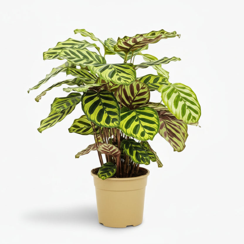 Calathea Makoyana – Plante paon tropicale - Verdeia