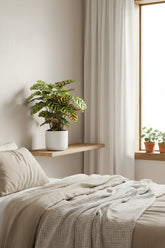 Calathea Makoyana – Plante paon tropicale - Verdeia