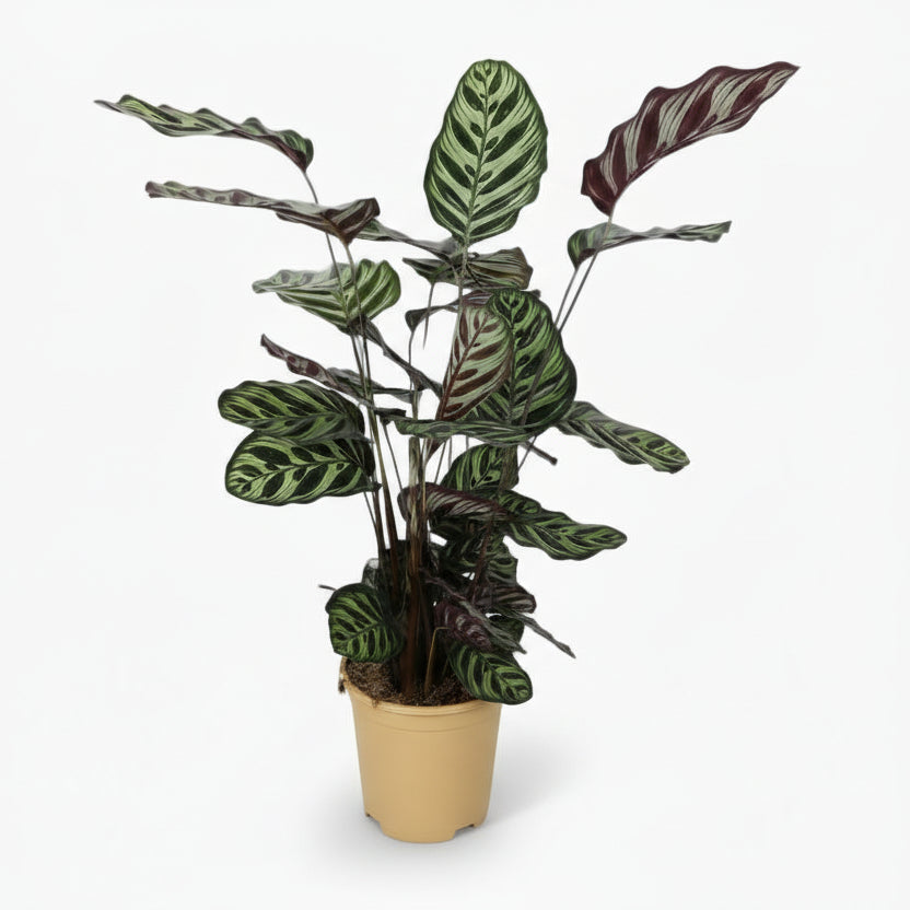 Calathea Makoyana – Plante paon tropicale - Verdeia