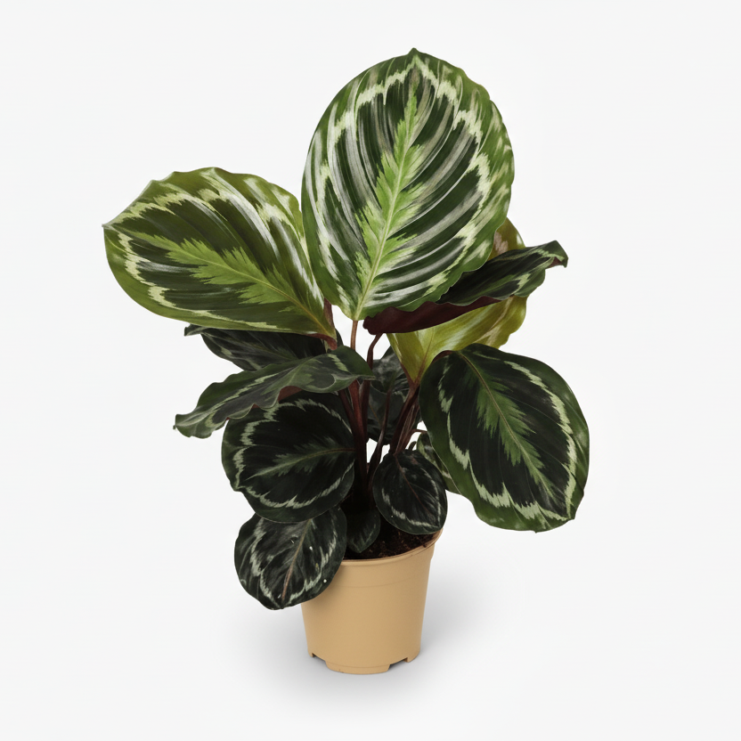 Calathea Medallion – Plante paon tropicale au feuillage marbré - Verdeia