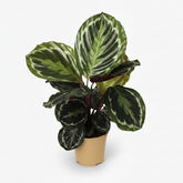 Calathea Medallion – Plante paon tropicale au feuillage marbré - Verdeia