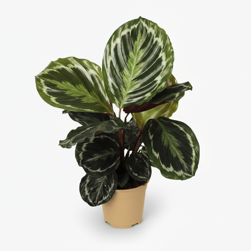 Calathea Medallion — Plante paon - Verdeia