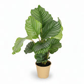 Calathea orbifolia – Plante paon tropicale - Verdeia